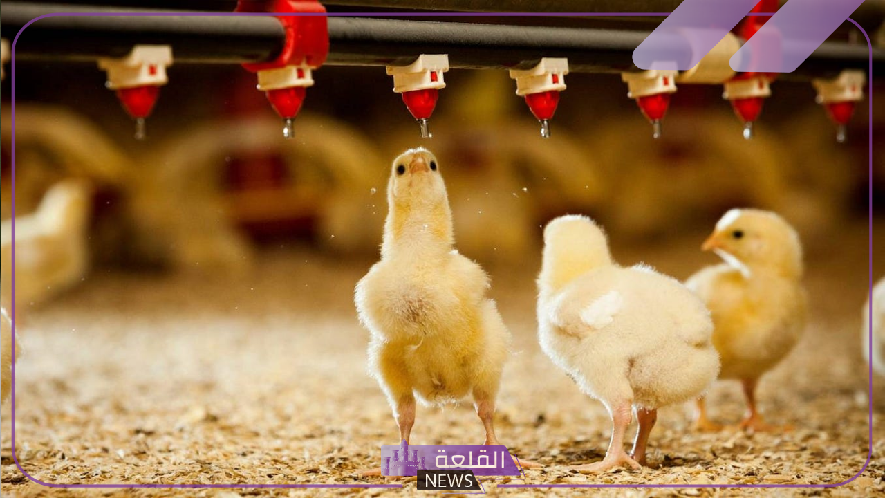 أسعار اليوم في بورصة الدواجن.. اعرف أسعار الدواجن اليوم في الأسواق المصرية 6 أسعار الكتاكيت اليوم في مصر