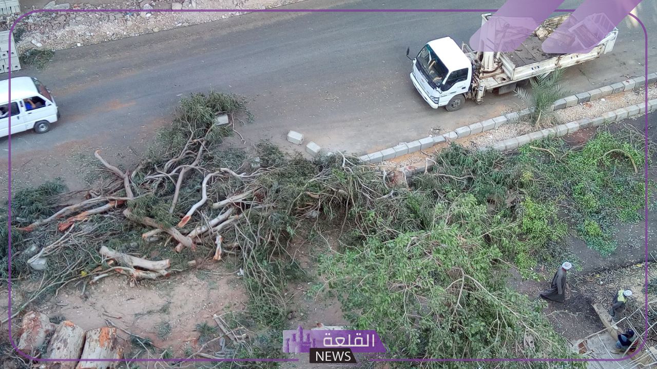 اعرف الحقيقة.. أسباب قطع الأشجار في مصر خلال الأيام الماضية والقادمة 5 أسباب أدت إلى قطع الأشجار في مصر