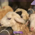 جازان.. ارتفاع مفاجئ لأسعار الأضاحي تصل إلى أكثر من 2500 ريال!