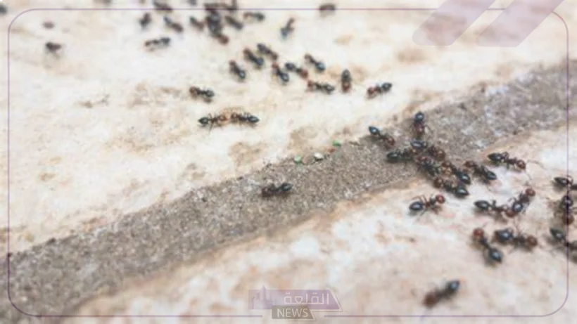 بوصفة بسيطة.. طريقة التخلص من الحشرات والنمل في المنزل بوصفة منزلية بسيطة