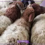 بالرابط المباشر.. خطوات حجز موقع بيع الأضاحي “اعرف جميع الشروط”