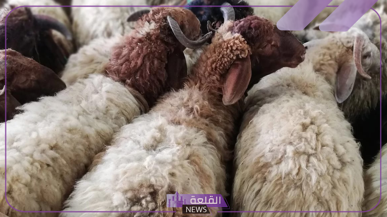 بالرابط المباشر.. خطوات حجز موقع بيع الأضاحي “اعرف جميع الشروط”