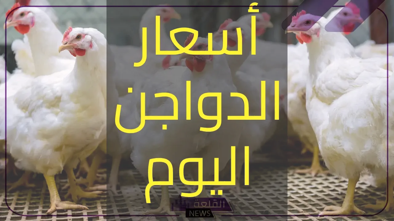 أسعار اليوم.. شاهد أسعار الدجاج اليوم الخميس 4 يوليو 2024 في مصر