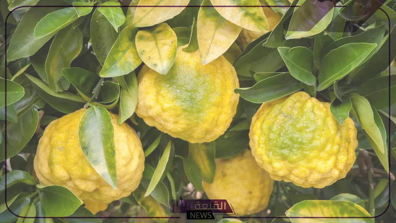 فاكهه بحرف الياء.. أسماء فاكهه تبدأ بحرف ي 6 أفضل الفواكه التي تبدأ بحرف الياء وأهم فوائدها