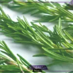 لعلاج الشعر ومنع التساقط.. خطوات تحضير وصفة الروزماري لتكثيف الشعر وحمايته