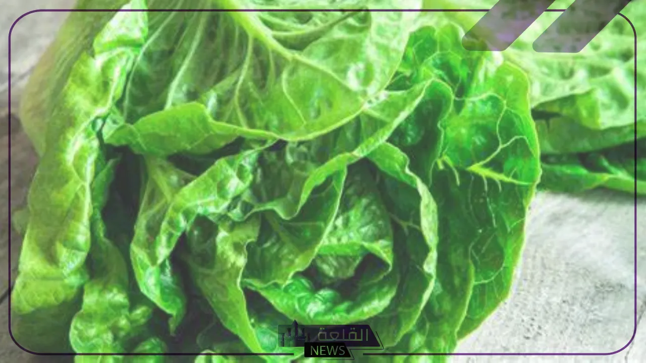 نبات بحرف الخاء.. أسماء نباتات تبدأ بحرف خ 6 أسماء نباتات بحرف الخاء وأهم المعلومات المفيده عنها