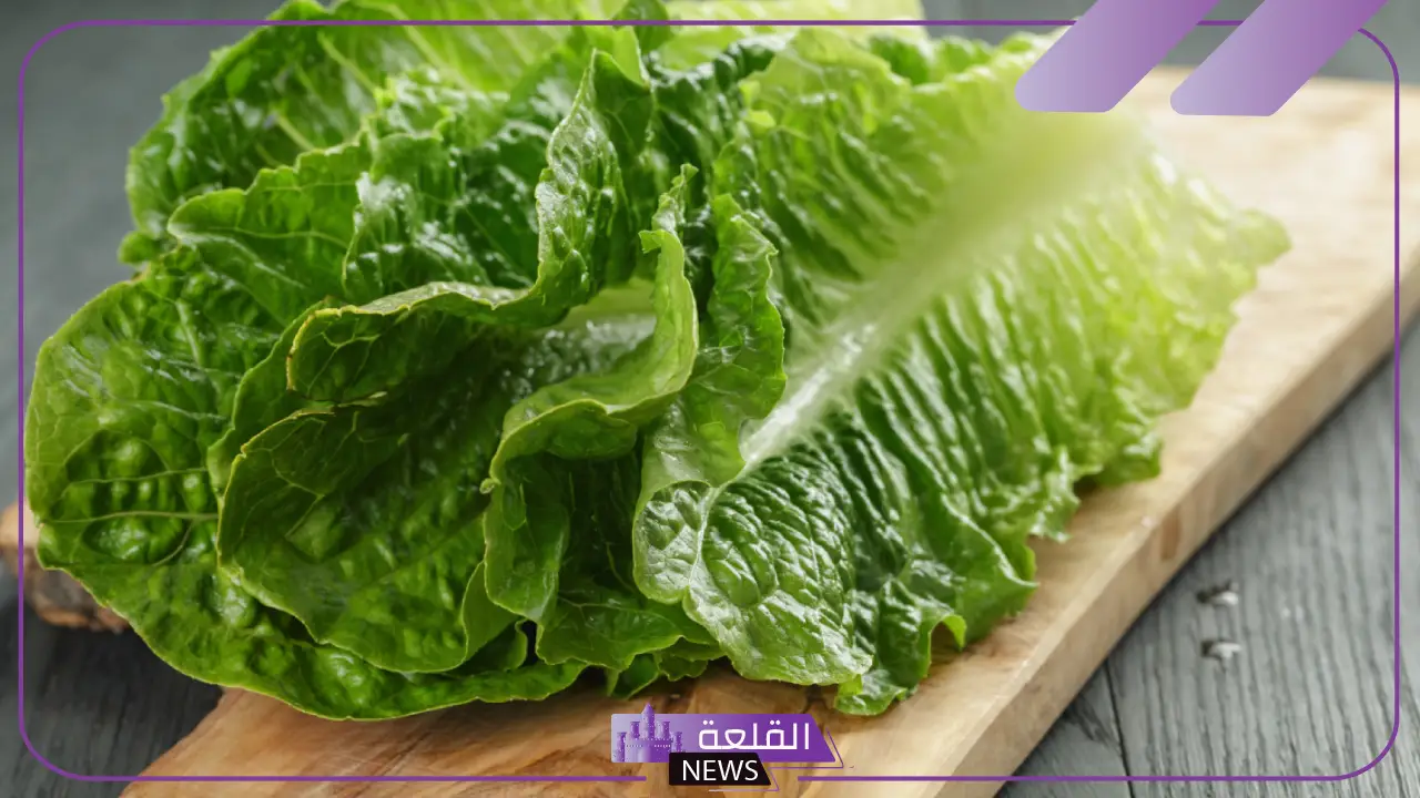 نبات بحرف الخاء.. أسماء نباتات تبدأ بحرف الخاء
