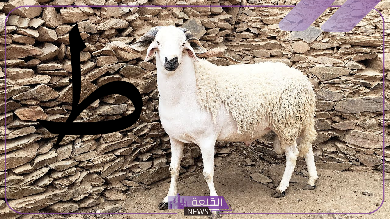 اسم حيوان بحرف الطاء (ط) 5 اكتشف حيوان بحرف الطاء