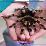 حيوان بحرف ع.. أسماء حيوانات تبدأ بحرف العين