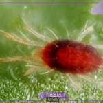 احذر منه.. هيئة الإرشاد الزراعي تحذر من ظهور العنكبوت الأحمر على المحصول