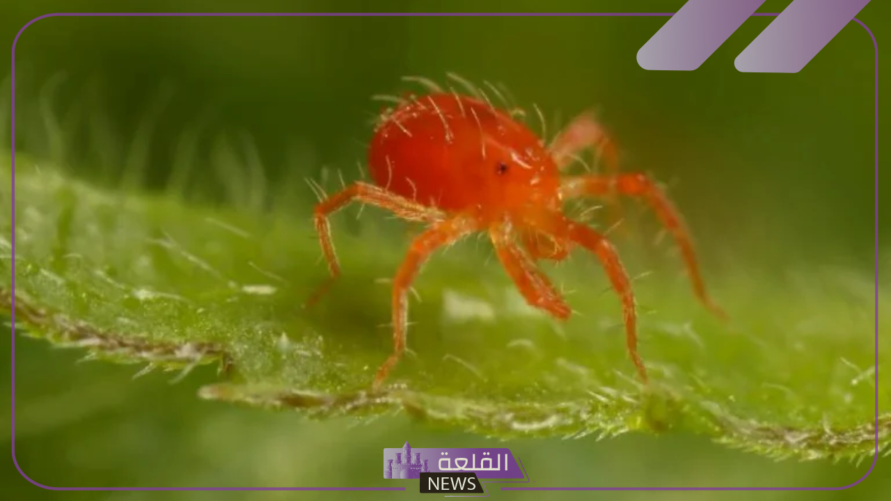 احذر منه.. هيئة الإرشاد الزراعي تحذر من ظهور العنكبوت الأحمر على المحصول 6 أحذر من من ظهور العنكبوت الأحمر على المحصول