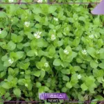 نبات بحرف السين.. 7 نباتات تبدأ بحرف س