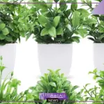 نبات بحرف الظاء.. 5 نباتات تبدأ بحرف ظ