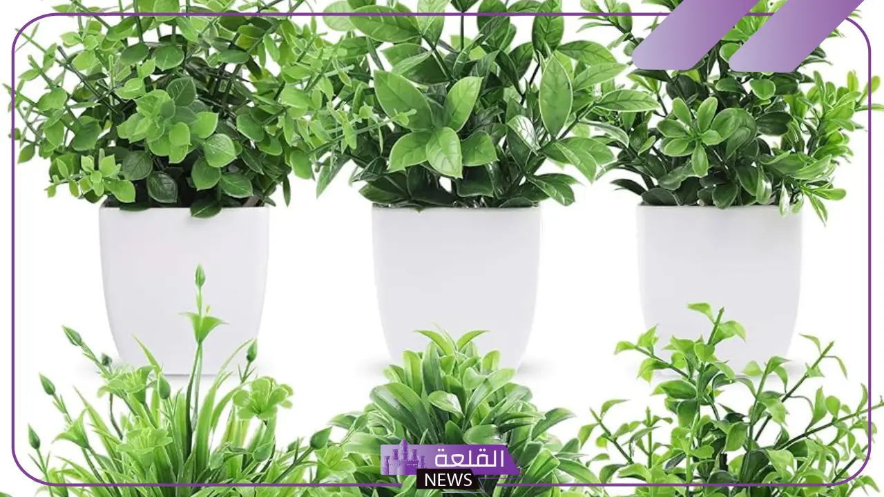 نبات بحرف الظاء.. 5 نباتات تبدأ بحرف ظ