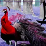 اسم حيوان بحرف الطاء (ط)