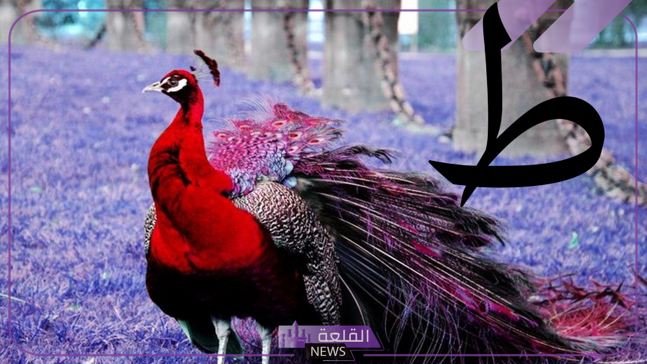 اسم حيوان بحرف الطاء (ط)