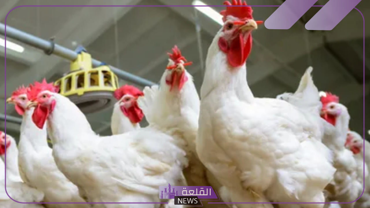 أسعار الدواجن.. أسعار الدجاج والبيض والكتاكيت اليوم السبت 27 يوليو 2024