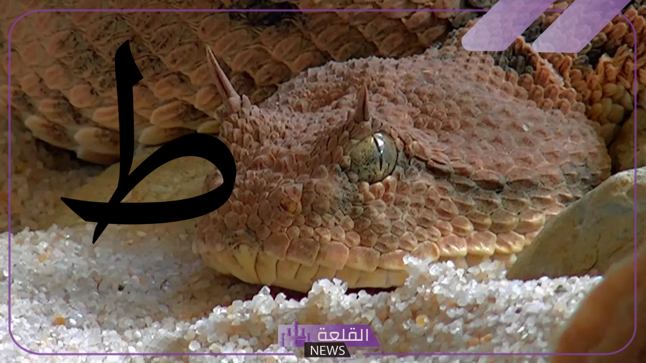 اسم حيوان بحرف الطاء (ط) 6 حيوان بيبدأ بحرف الطاء