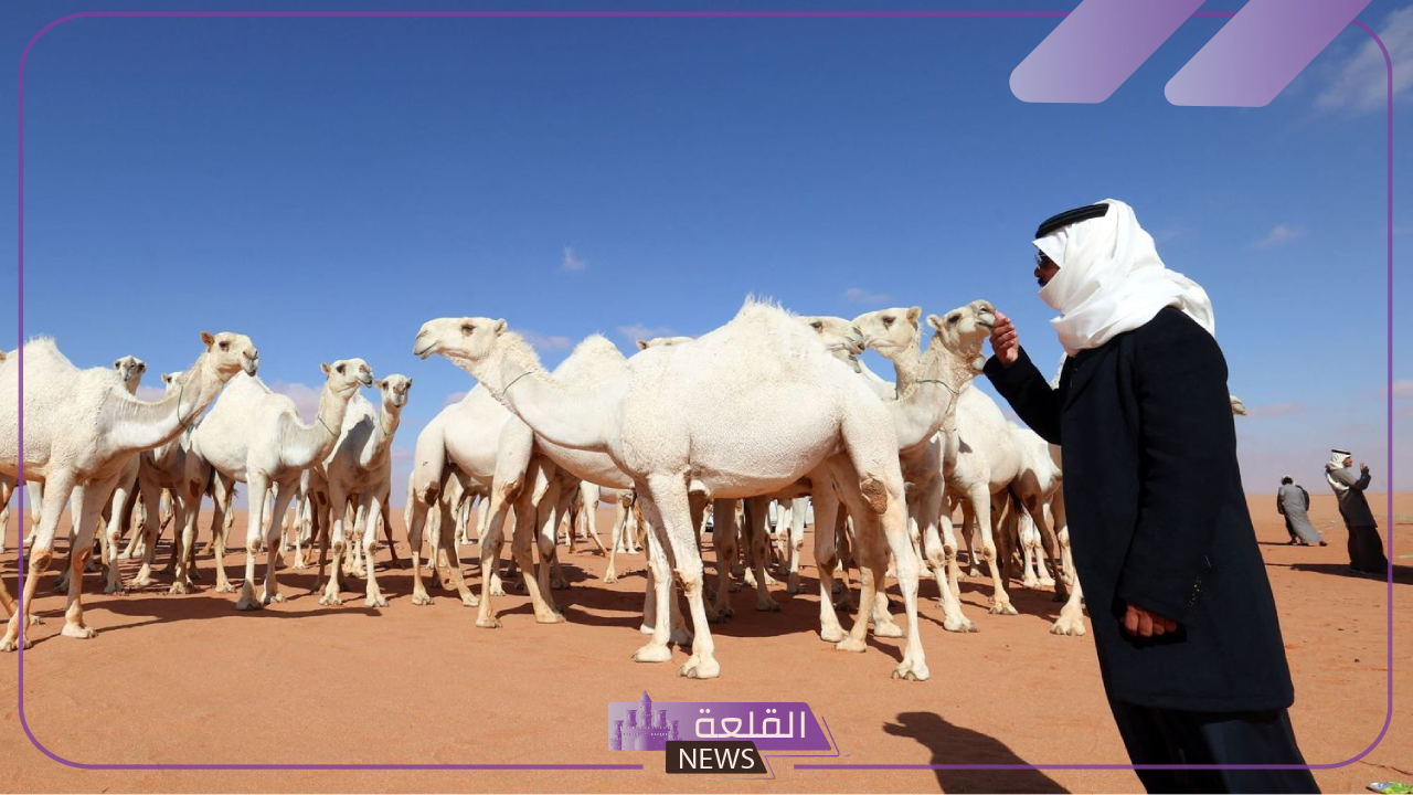 تاريخ وأصول.. مبادرة عام الإبل في موسم جدة 1446