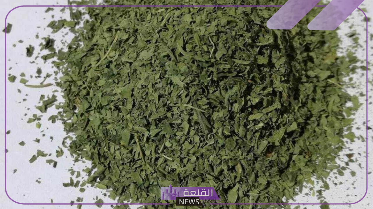 بالخطوات.. طريقة عمل الملوخية الناشفة بالكزبرة داخل المنزل بالخطوات.. طريقة عمل الملوخية الناشفة بالكزبرة داخل المنزل
