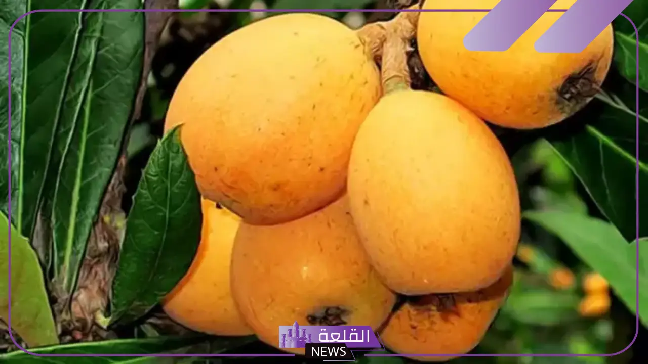 فاكهة بحرف الحاء.. أشهر عشر فواكه تبدأ بحرف ح 6 الفواكه بحرف الحاء.. أهم عشر فواكه تبدأ بحرف ح يجب أن تعرفها
