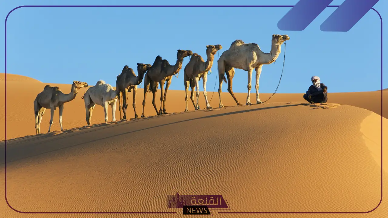الدلبحي وش يرجع.. من وين أصل الدلبحي وأماكن ديرتهم 5 أصل قبيلة الدلبحي وش يرجع
