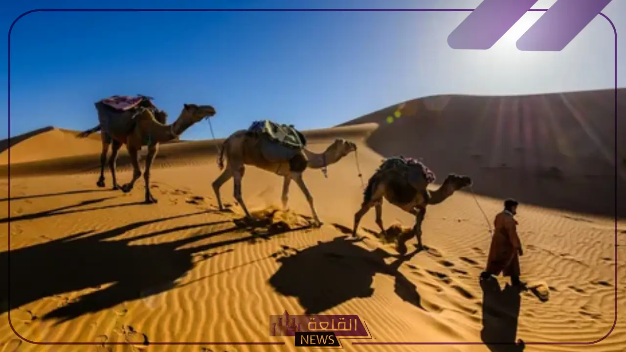 الحربي وش يرجع.. فروع وبطون ونسب قبيلة الحربي 6 أفخاذ قبيلة حرب