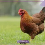 لا يفوتك.. أسعار الفراخ البيضاء وكرتونة البيض الأحمر والبلدي اليوم في الأسواق
