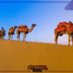 التويجري وش يرجعون.. عائلة التويجري وفروعهم