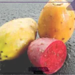 صحي ومفيد.. أهم فوائد التين الشوكي للقلب والجسم