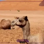 الدلبحي وش يرجع.. من وين أصل الدلبحي وأماكن ديرتهم
