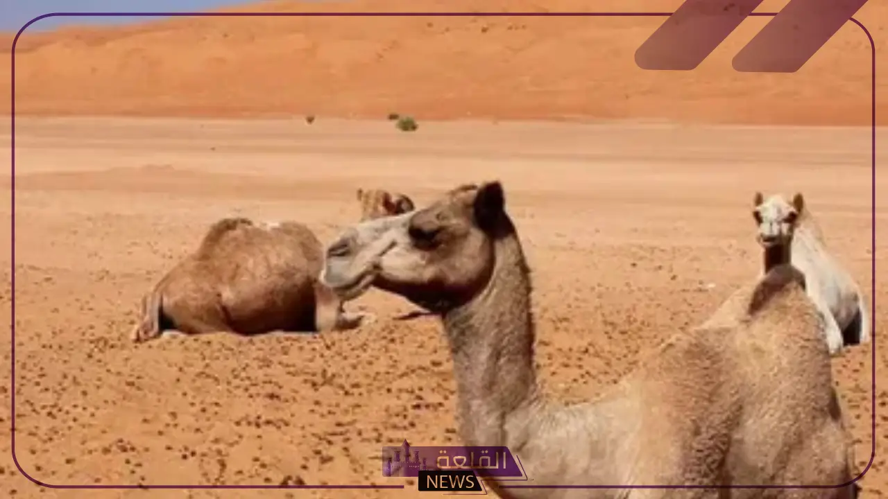الدلبحي وش يرجع.. من وين أصل الدلبحي وأماكن ديرتهم