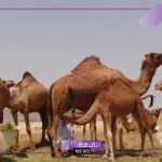 الذيباني وش يرجع.. فروع شجرة عائلة الذيباني 