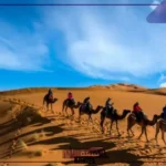 الذويبي وش يرجع.. بطون وفروع عائلة الذويبي