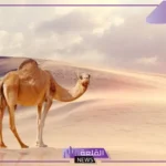 القيسي وش يرجع.. نسب القيسي وش يعود 