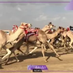 برعاية ولي العهد.. البدء بانطلاق فعاليات مهرجان الهجن في الطائف بجوائز تصل قيمتها إلى 56 مليون ريال