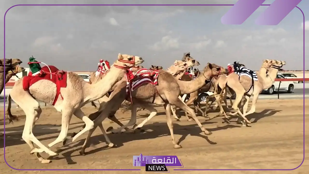 برعاية ولي العهد.. البدء بانطلاق فعاليات مهرجان الهجن في الطائف بجوائز تصل قيمتها إلى 56 مليون ريال