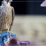 بسعر 63 ألف ريال.. بيع الصقور في المزاد الدولي لمزارع إنتاج الصقور 2024