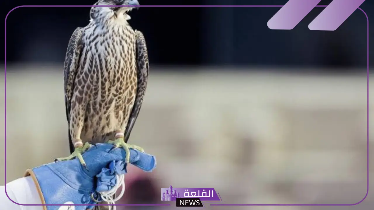 مزاد بيع الصقور السعودي 2024