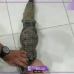 مصر.. الوصول إلى مكان تمساح البدرشين وبيان هام للمواطنين 