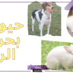 حيوان بحرف ر.. أسماء حيوانات تبدأ بحرف الراء