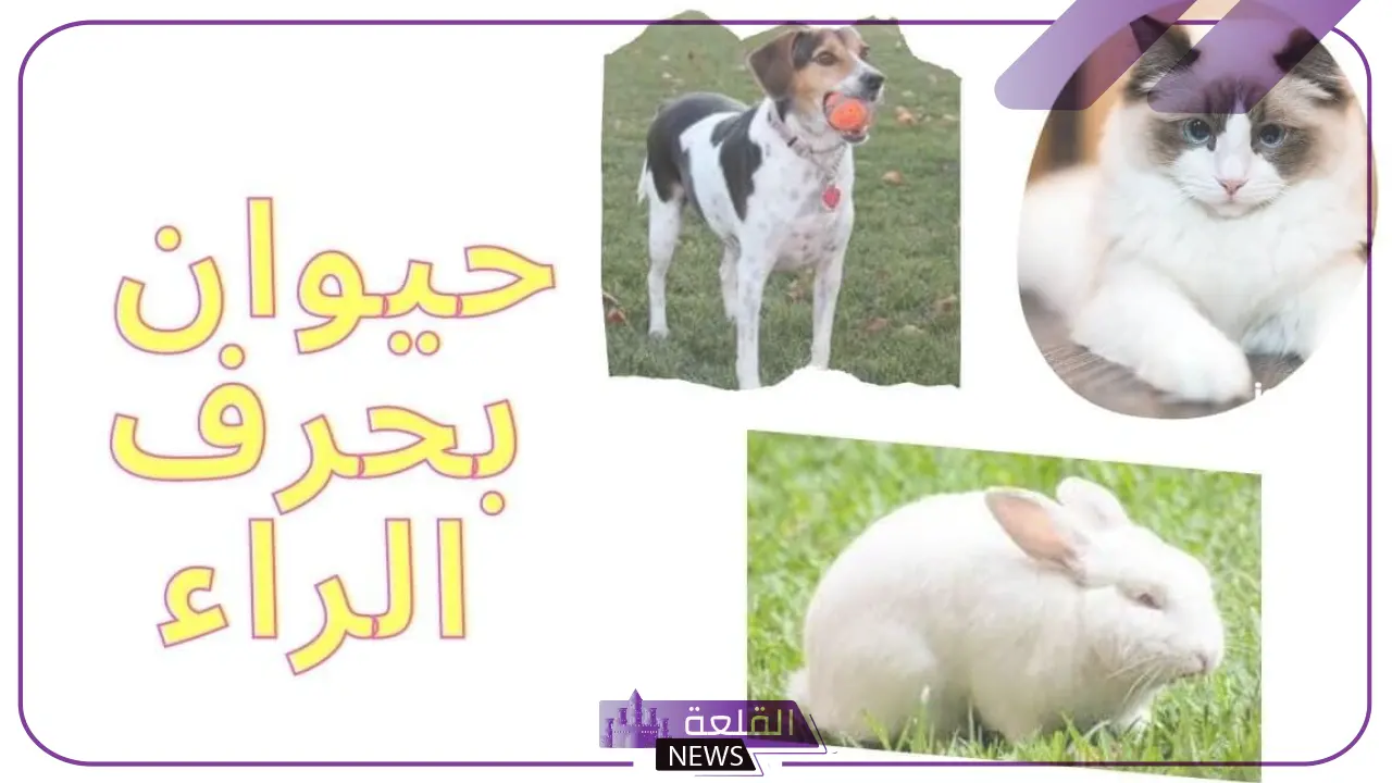 حيوان بحرف ر.. أسماء حيوانات تبدأ بحرف الراء