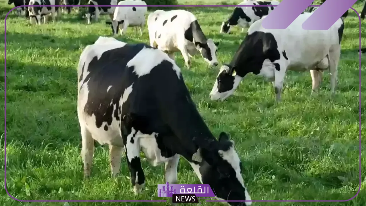قدم عبر الرابط المباشر.. خطوات التسجيل في دعم المواشي والحصول على الدعم 1446 قدم عبر الرابط المباشر.. خطوات التسجيل في دعم المواشي والحصول على الدعم 1446