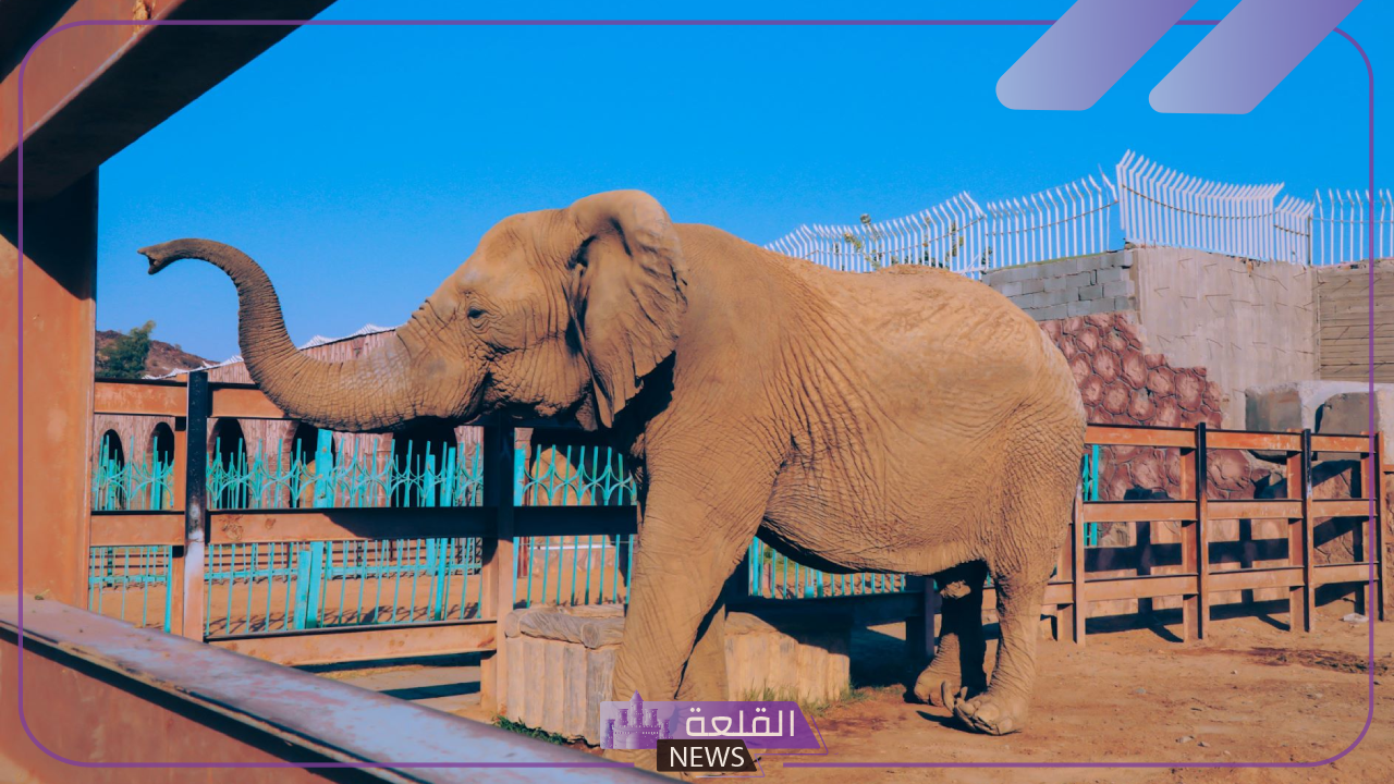 للترفيه.. أسعار دخول حديقة حيوان الطائف 1446 5 سعر دخول حديقة الحيوان في الطائف