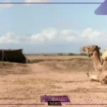 الاحمدي وش يرجع.. أصل عائلة الأحمدي من وين