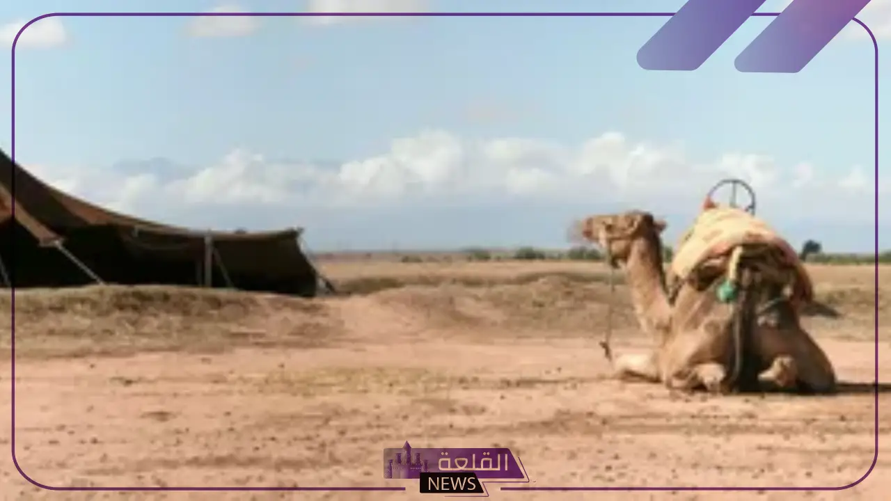 الاحمدي وش يرجع.. أصل عائلة الأحمدي من وين