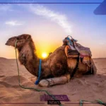 الجلعود وش يرجعون.. بطون وأفخاذ عائلة آل جلعود