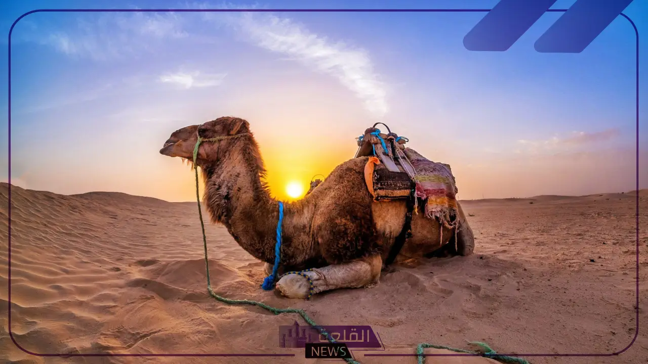 الجلعود وش يرجعون.. بطون وأفخاذ عائلة آل جلعود