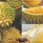 فاكهه بحرف الدال.. أسماء فواكه تبدأ بحرف د