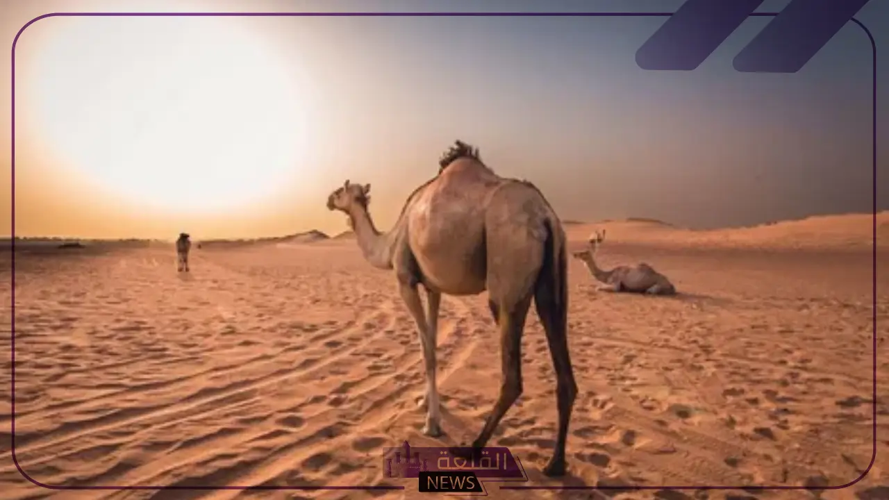 الخماش وش يرجع.. فروع عائلة الخماش